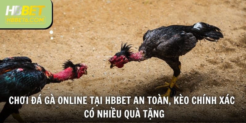 Chơi đá gà online tại HBBET an toàn, kèo chính xác lại có nhiều quà tặng