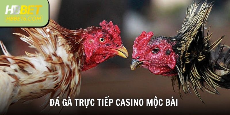 Đá Gà Trực Tiếp Casino Mộc Bài