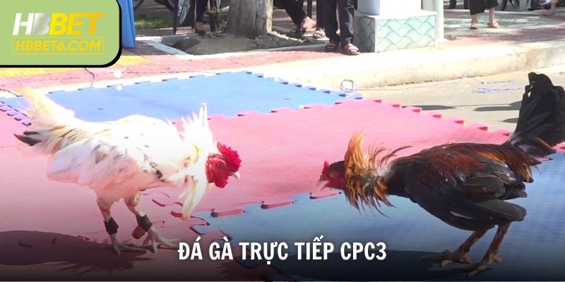 Đá Gà Trực Tiếp Cpc3