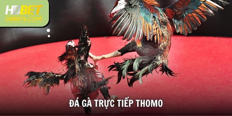 Đá Gà Trực Tiếp Thomo