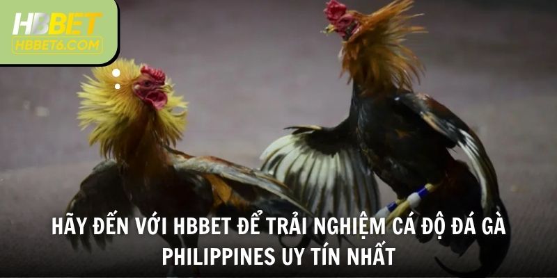 Hãy đến với HBBET để trải nghiệm cá độ đá gà Philippines uy tín nhất