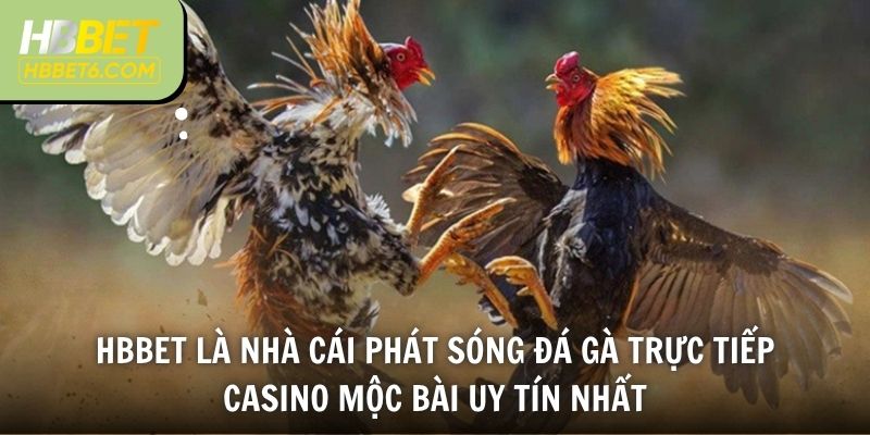 HBBET là nhà cái phát sóng đá gà trực tiếp Casino Mộc Bài uy tín nhất
