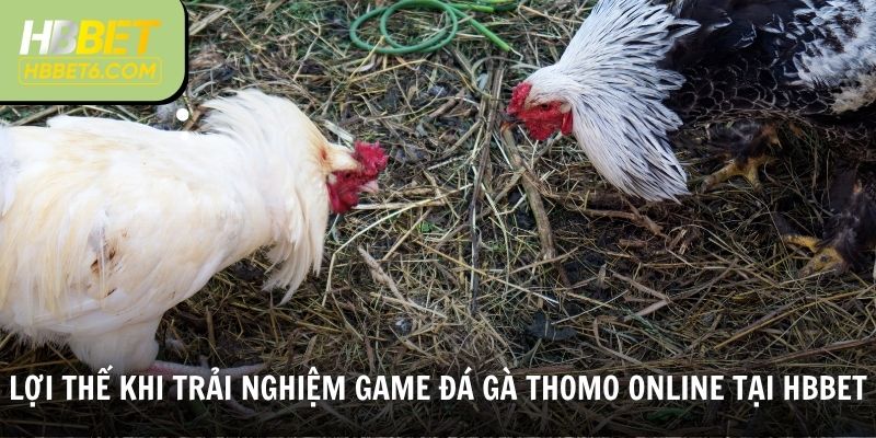 Lợi thế khi trải nghiệm game đá gà Thomo online tại HBBET