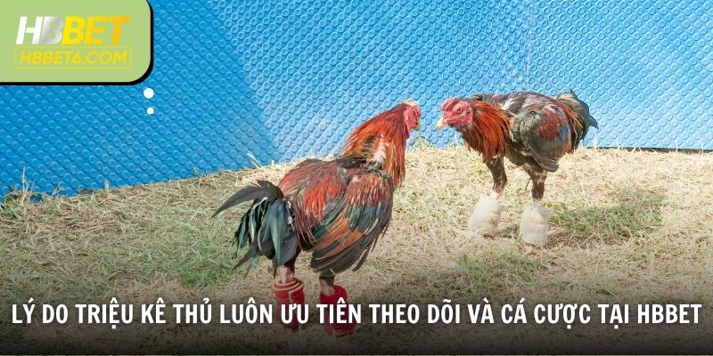 Lý do triệu kê thủ luôn ưu tiên theo dõi và cá cược tại HBBET