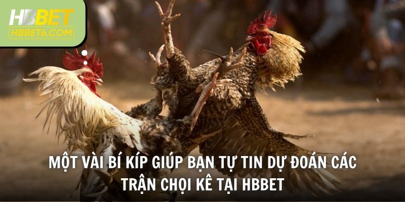 Một vài bí kíp giúp bạn tự tin dự đoán các trận chọi kê tại HBBET