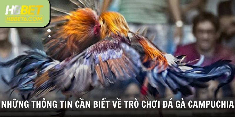 Những thông tin cần biết về trò chơi đá gà Campuchia