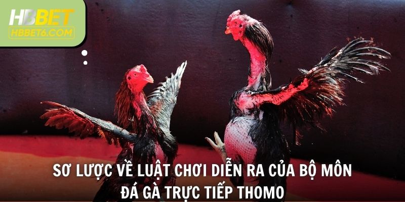 Sơ lược về luật chơi diễn ra của bộ môn đá gà trực tiếp Thomo