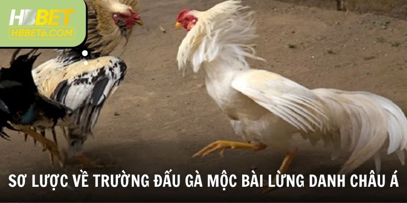 Sơ lược về trường đấu gà Mộc Bài lừng danh châu Á