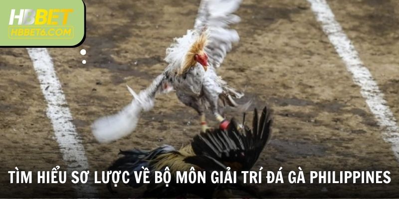 Tìm hiểu sơ lược về bộ môn giải trí đá gà Philippines