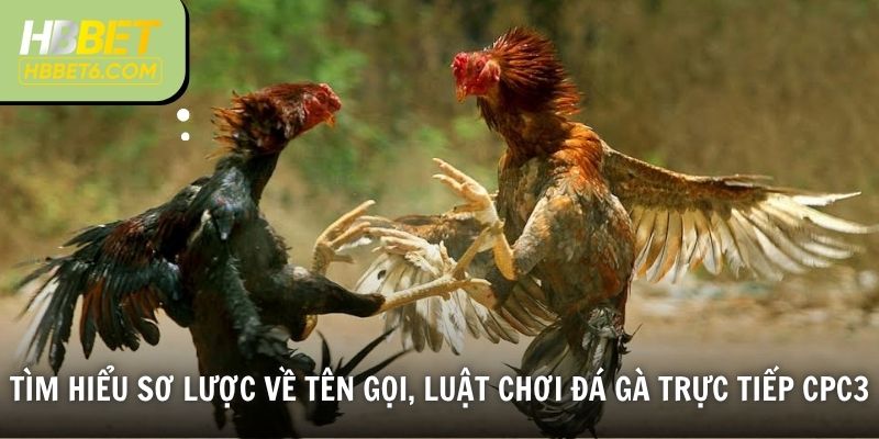 Tìm hiểu sơ lược về tên gọi, luật chơi đá gà trực tiếp Cpc3