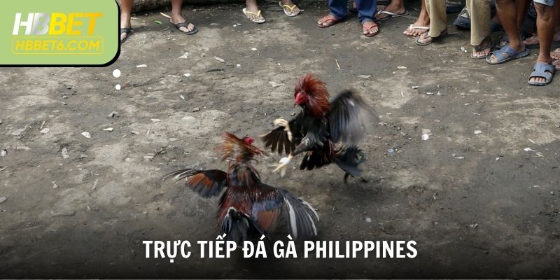 Trực Tiếp Đá Gà Philippines