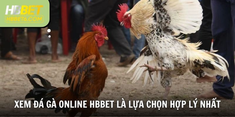 Xem đá gà online HBBET là lựa chọn hợp lý nhất cho anh em